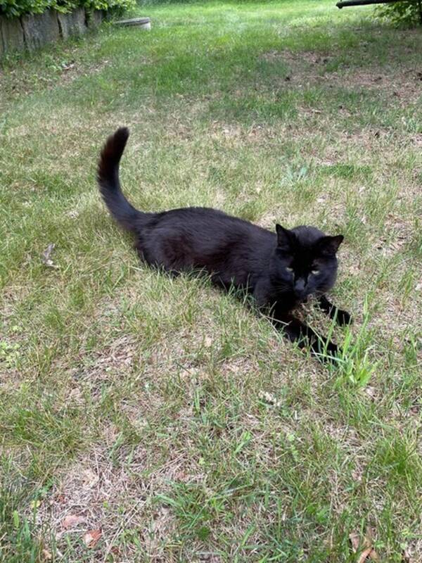 Katt - Katten Kls