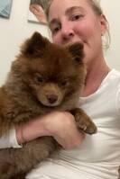 Hund Pomeranian, katt brittisk korthår Hund Pomeranian, katt brittisk korthår