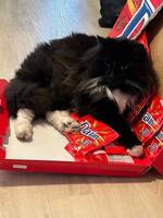 Katten Zorro Katten Zorro