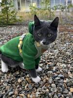 Katten Malik
