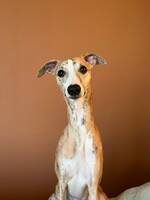 Whippeten Skrot