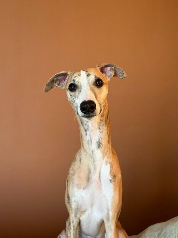 Hund - Whippeten Skrot