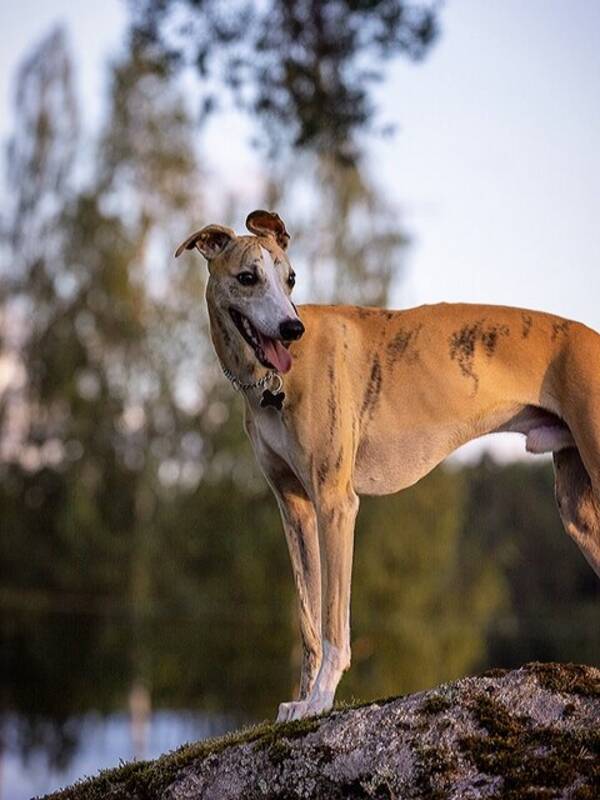 Hund - Whippeten Skrot
