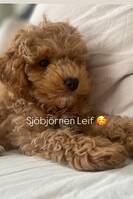 Cockerspaniel Leif Cockerspaniel Leif