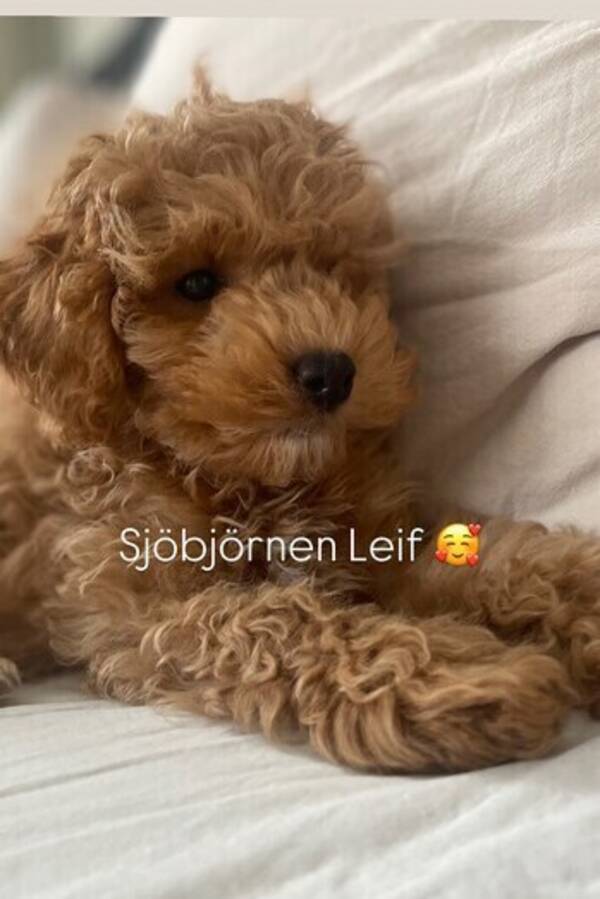 Hund - Cockerspaniel Leif