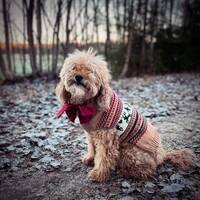 Cockerpoo Bernard