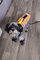 Maltese/Spaniel Maltese/Spaniel