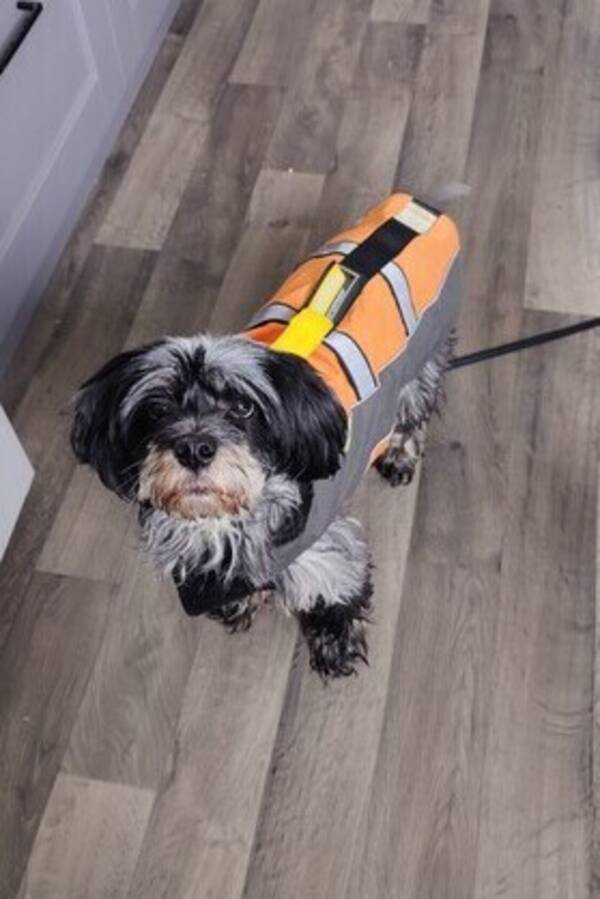 Hund - Maltese/Spaniel