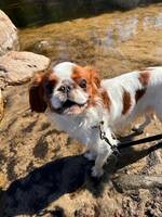 King charles spaniel Alfons