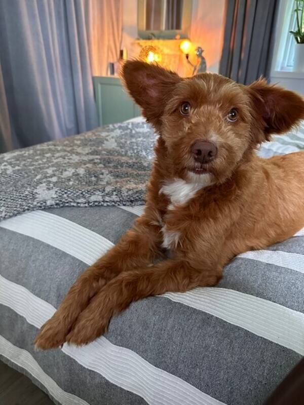 Hund - Blandraskille Oliver 5 r