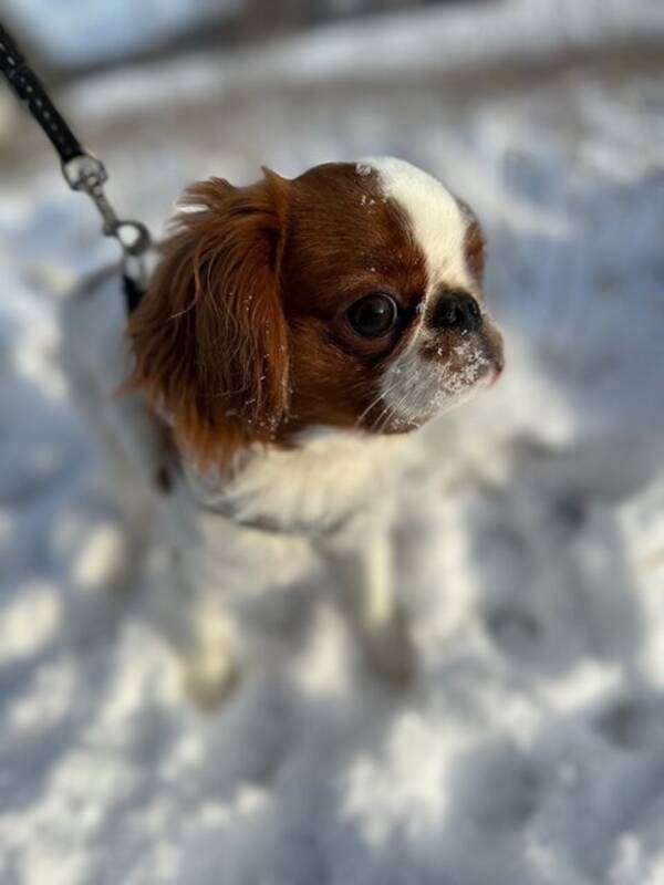 Hund - King charles spaniel Alfons