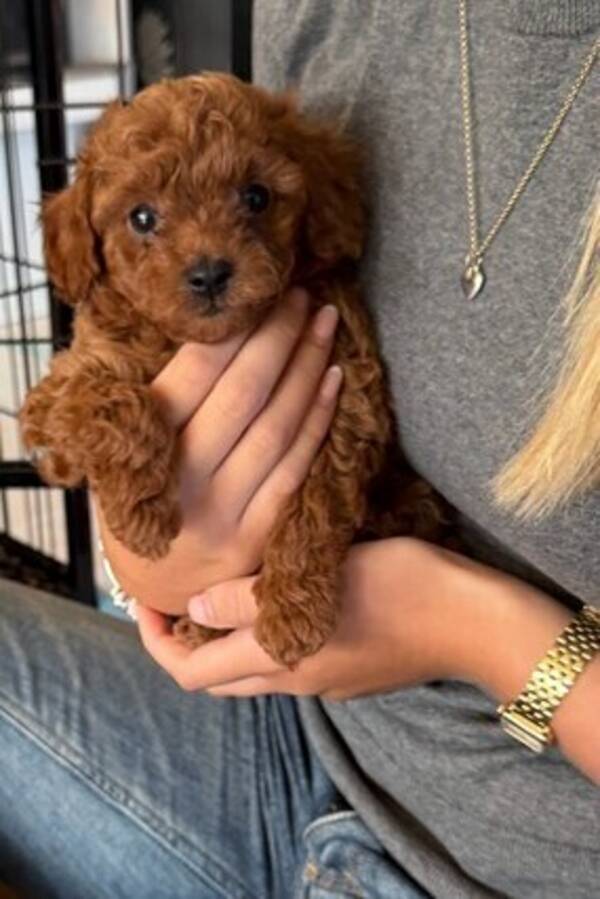 Hund - Maltipoo