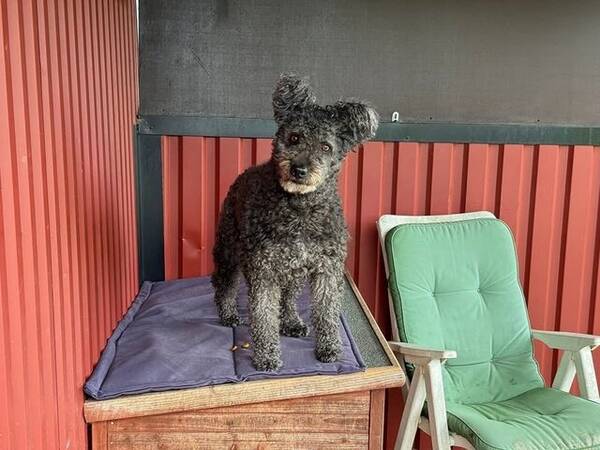 Hund - Pumin Qrasse Qruth
