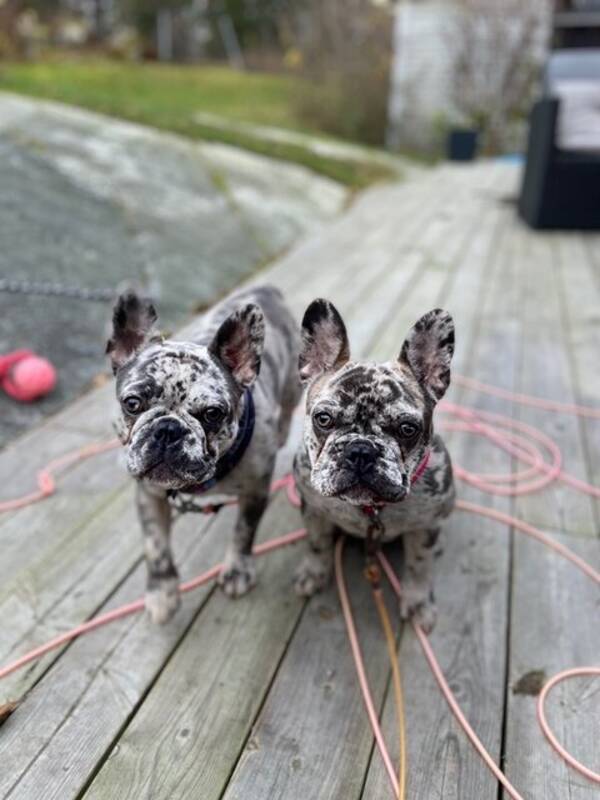 Hund - Betty Boop och Bella Snowball