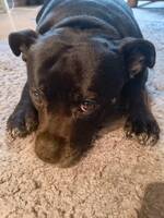 Staffordshire Bull terrier tispe 