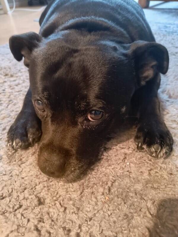 Hund - Staffordshire Bull terrier tispe  Hund - Staffordshire Bull terrier tispe