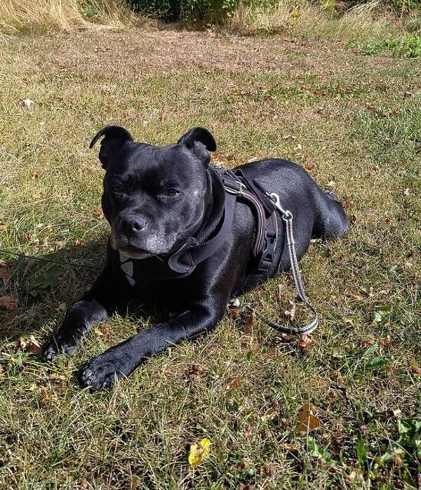 Hund - Staffordshire Bull terrier tispe  Hund - Staffordshire Bull terrier tispe