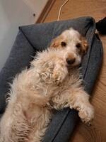 Engelsk cocker spaniel 