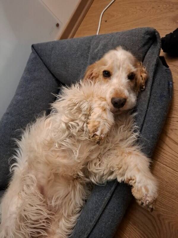 Hund - Engelsk cocker spaniel  Hund - Engelsk cocker spaniel