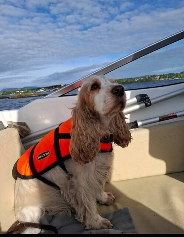 Hund - Engelsk cocker spaniel  Hund - Engelsk cocker spaniel