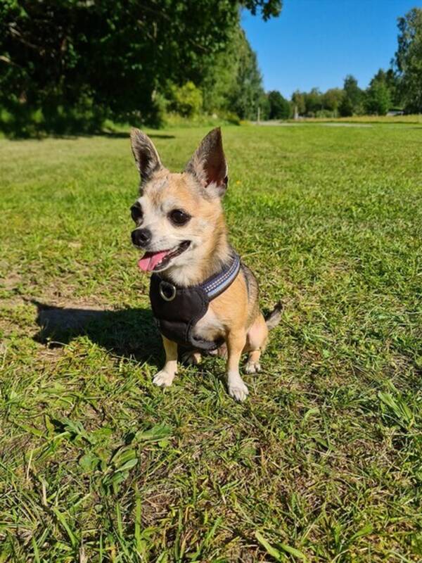 Hund - Bella 