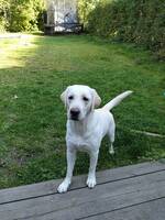 Labrador Retriever 