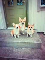Corgis: mamma med unghundar