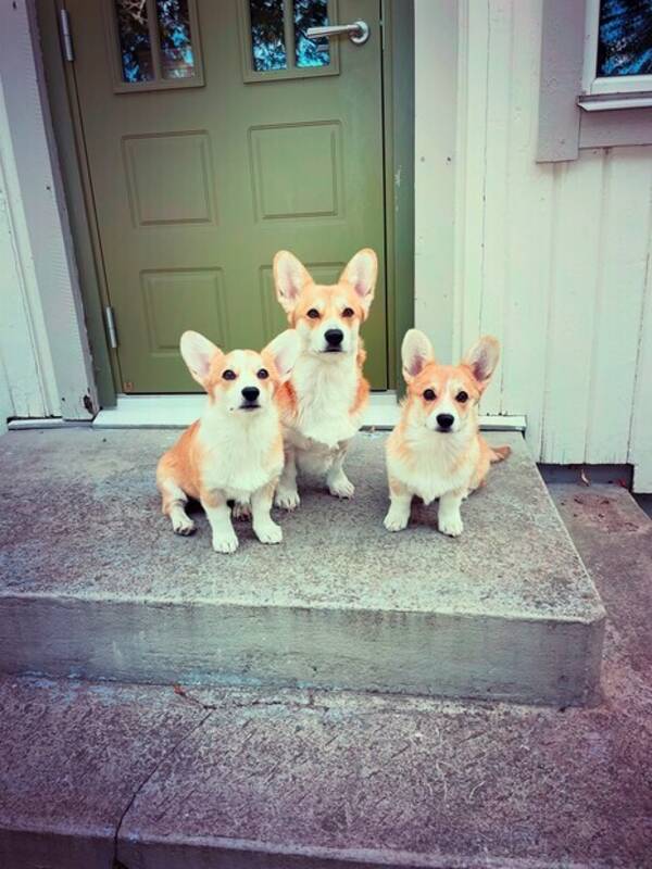 Hund - Corgis: mamma med unghundar