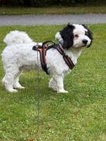 Blandrasen Toby