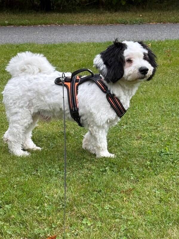 Hund - Blandrasen Toby
