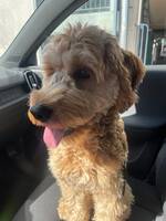 Labradoodle Nelson