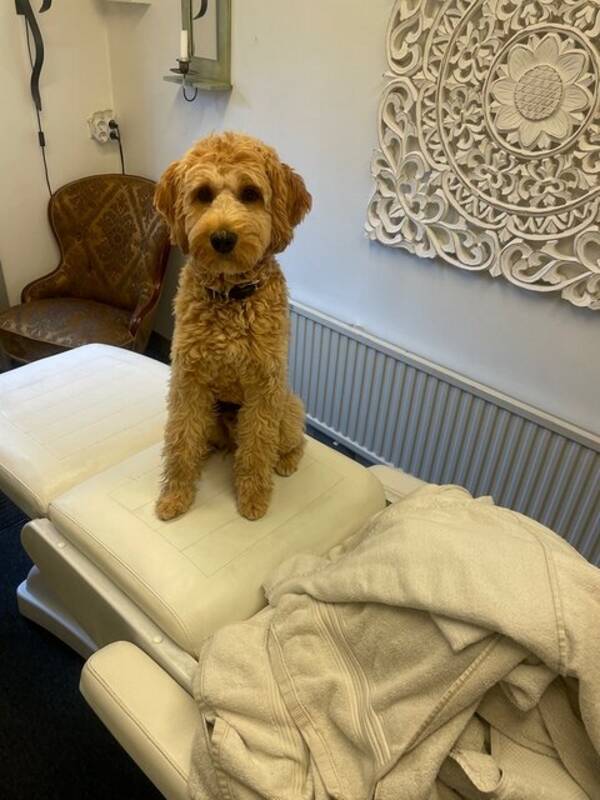 Hund - Labradoodle Nelson