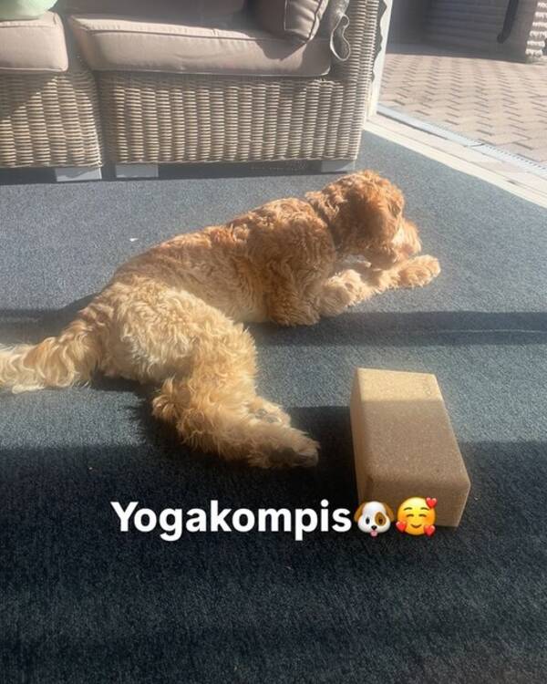 Hund - Labradoodle Nelson