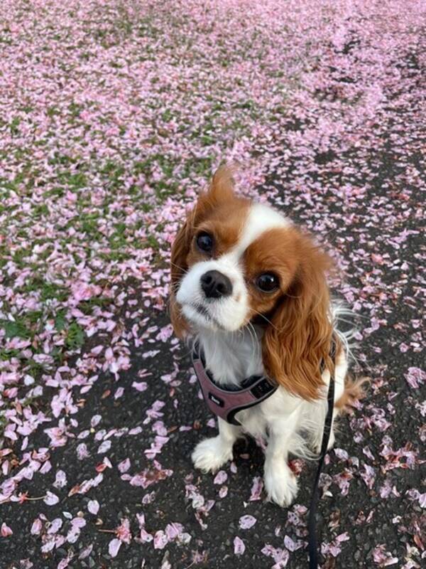 Hund - Ruth Ellie Hund - Ruth Ellie