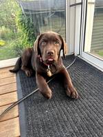 Labrador Retriver