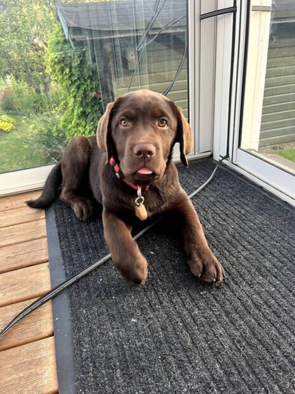 Hund - Labrador Retriver