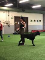 Cane corso  Annicaninas Dreamcather 