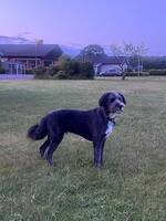 hunden Batman