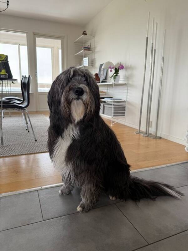 Hund - Batman