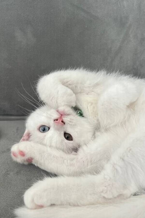 Katt - Icee