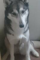 Hund
