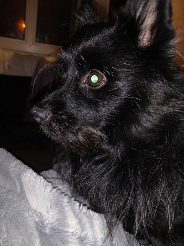 Hund - Hund