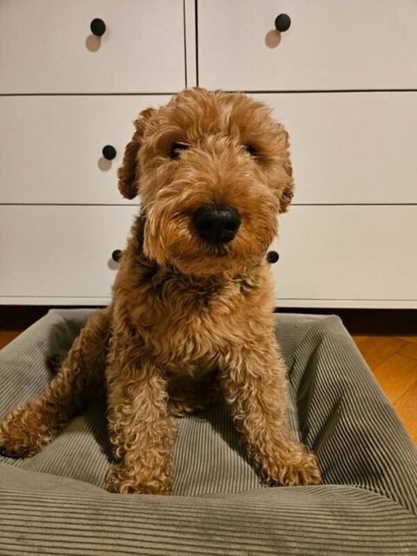 Hund - Welsh Terrier - Neska