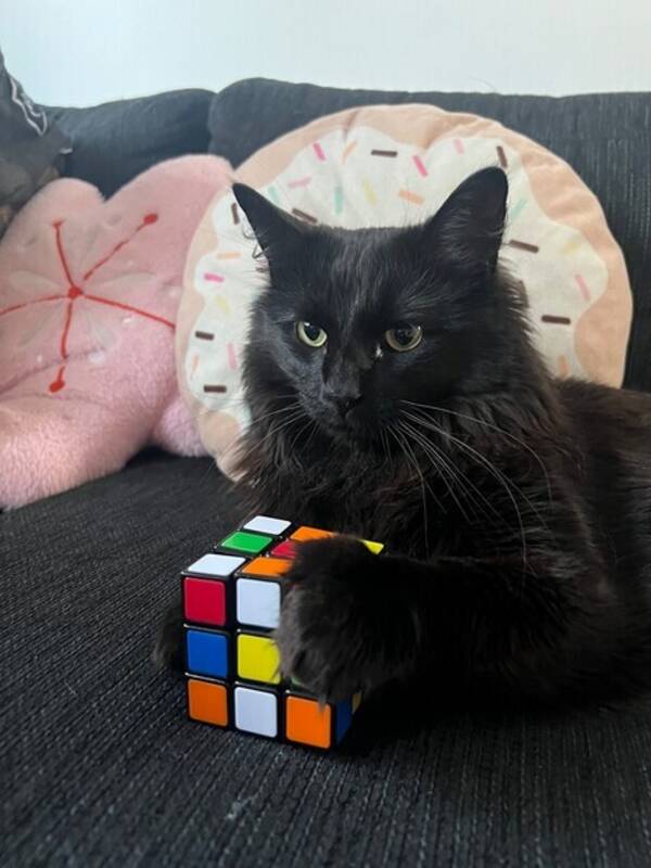 Katt - Zoro