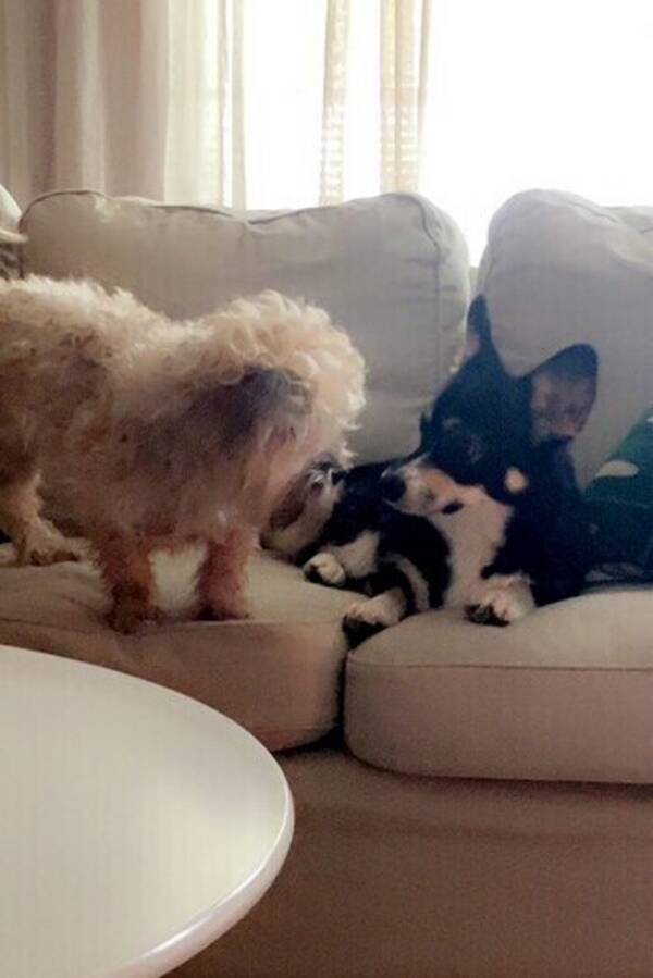 Hund - Hund Hund - Hund