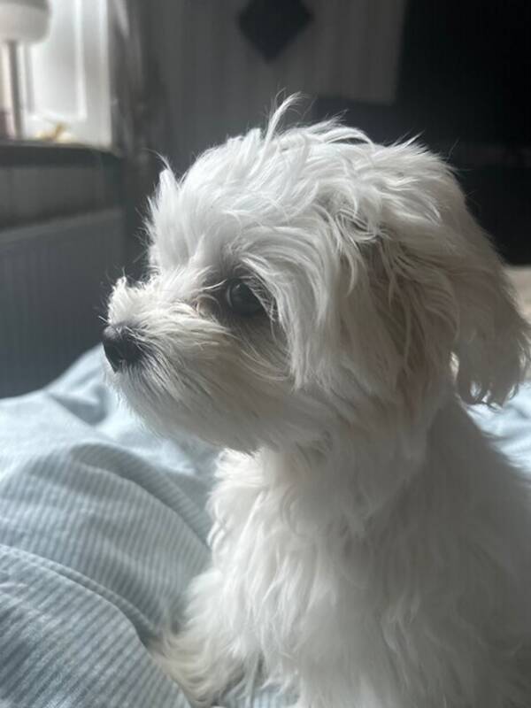 Hund - Malteser 