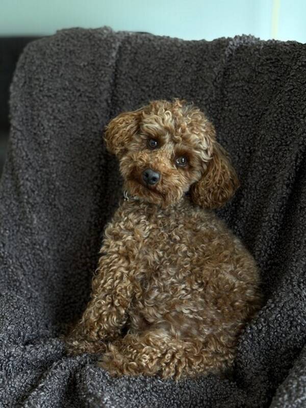 Hund - Pudel Brownie 