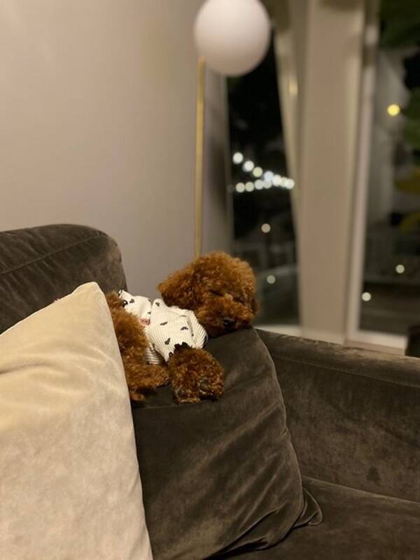 Hund - Pudel Brownie 