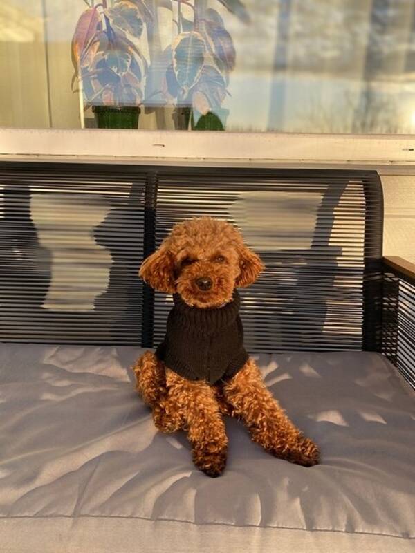 Hund - Pudel Brownie 