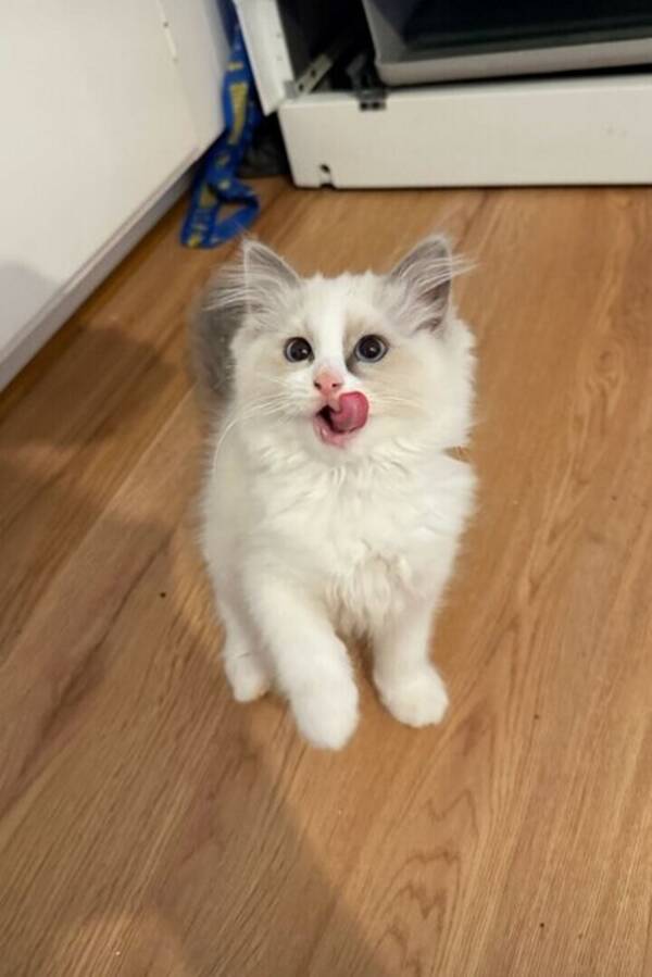 Katt